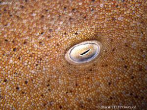 Nurse shark eye and pattern. San Pedro, Belize. Canon Ixu... by Bea & Stef Primatesta 